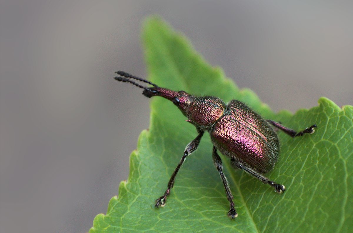 Curculionidae?ma quale? - Rhynchites auratus (Rhynchitidae)